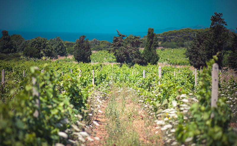 A photo from Cantina Giba Vineyard in Sardegna